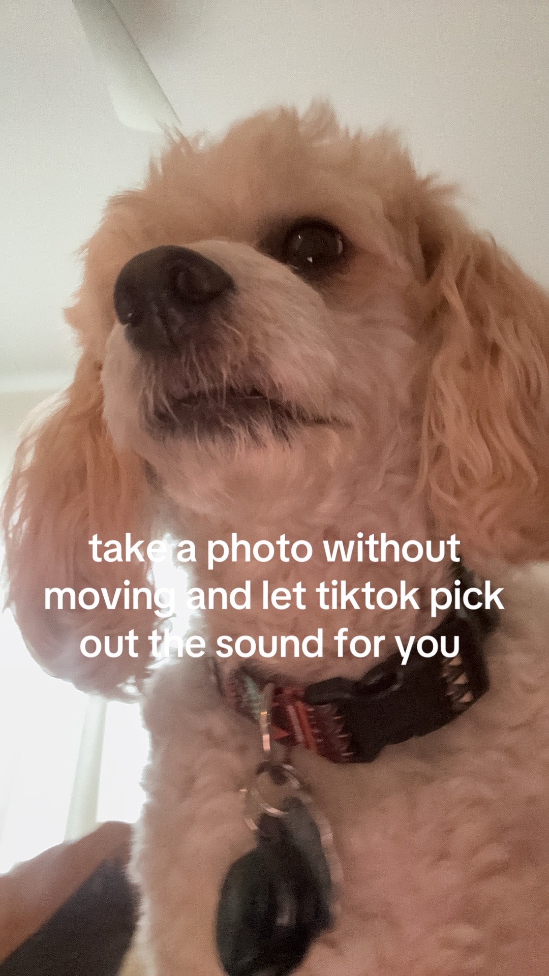 @Silly.dog.cooper