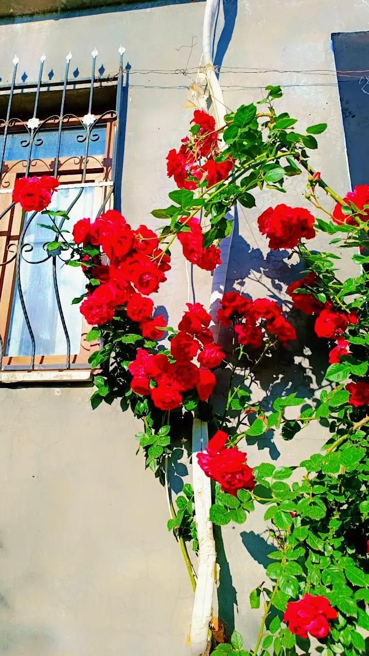 @🌹&ccedil;i&ccedil;eka &ccedil;olı 🌹