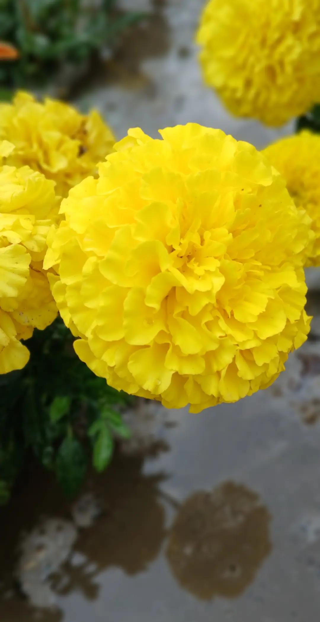 @Tural_037