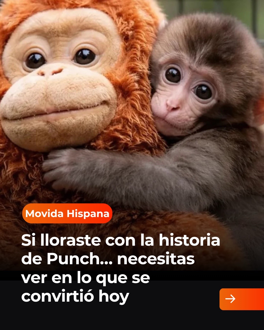 @Movida Hispana