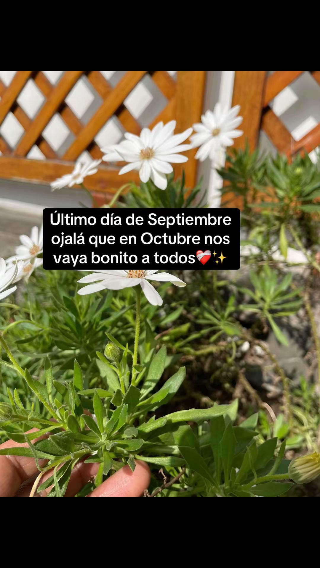 @luzbelizario