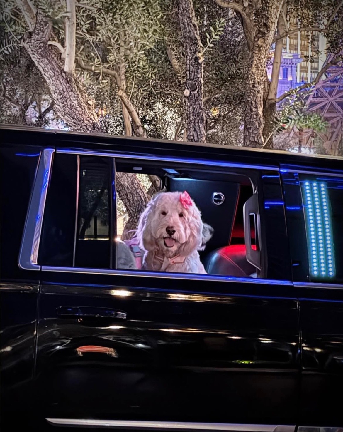 @Bell Limousine