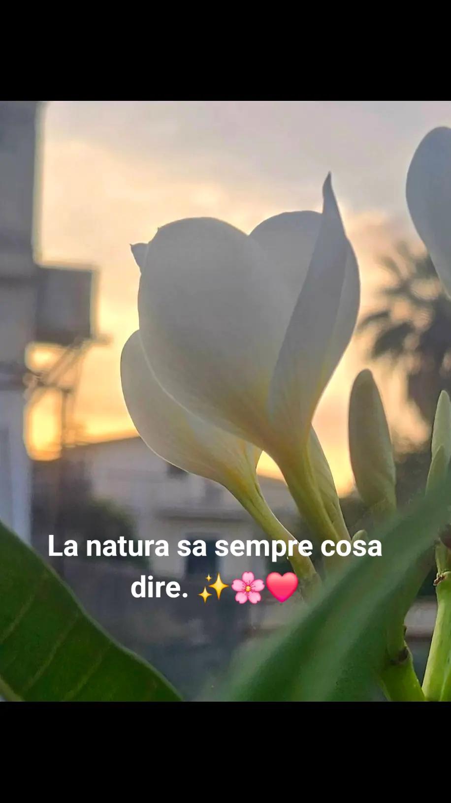 @Salvatrice Strano