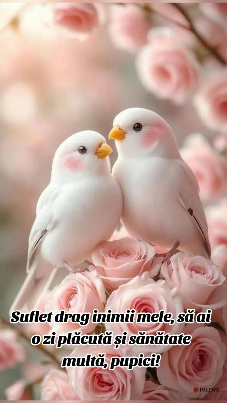 @Mihaela Liliana