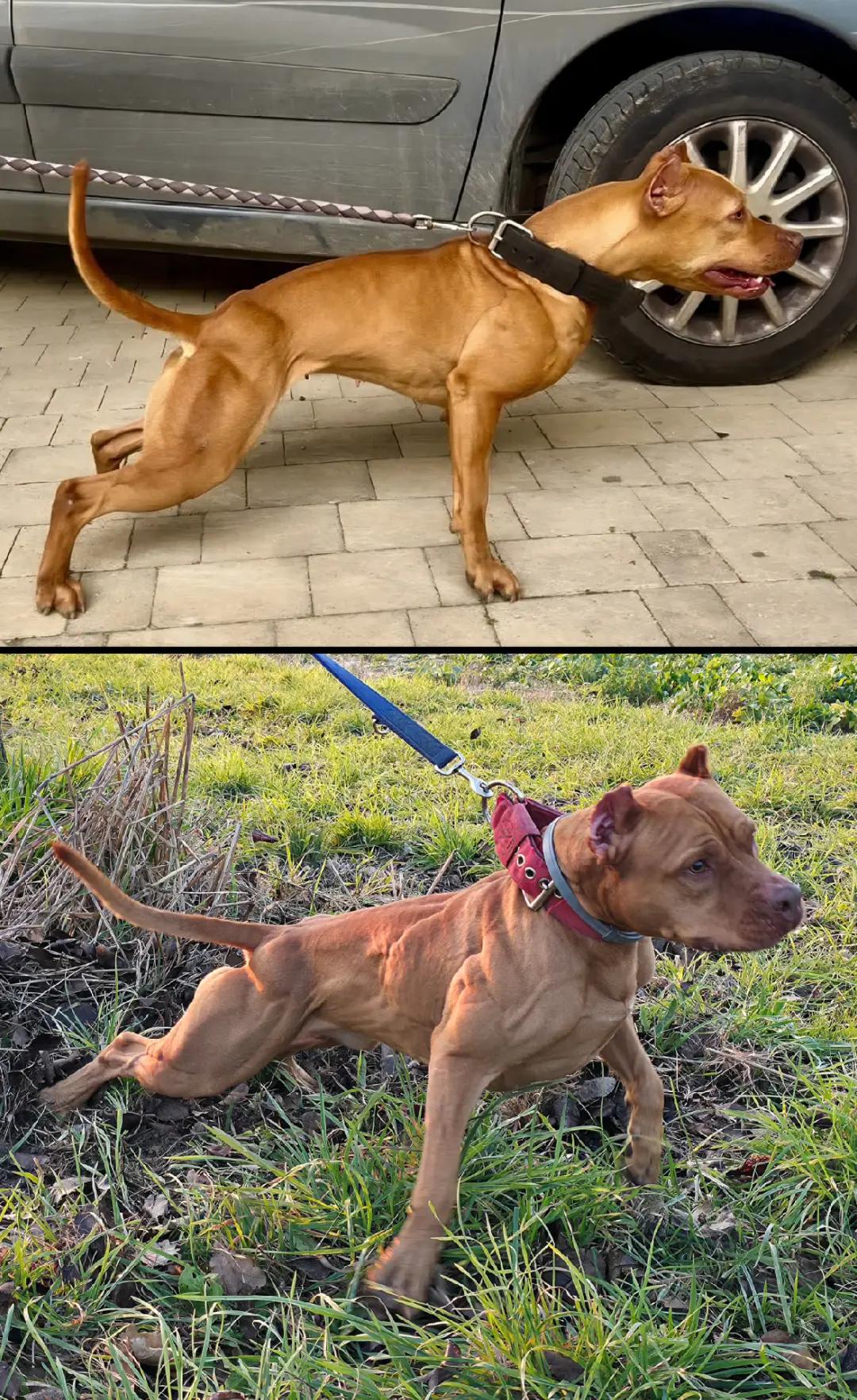 @Raoul's apbt