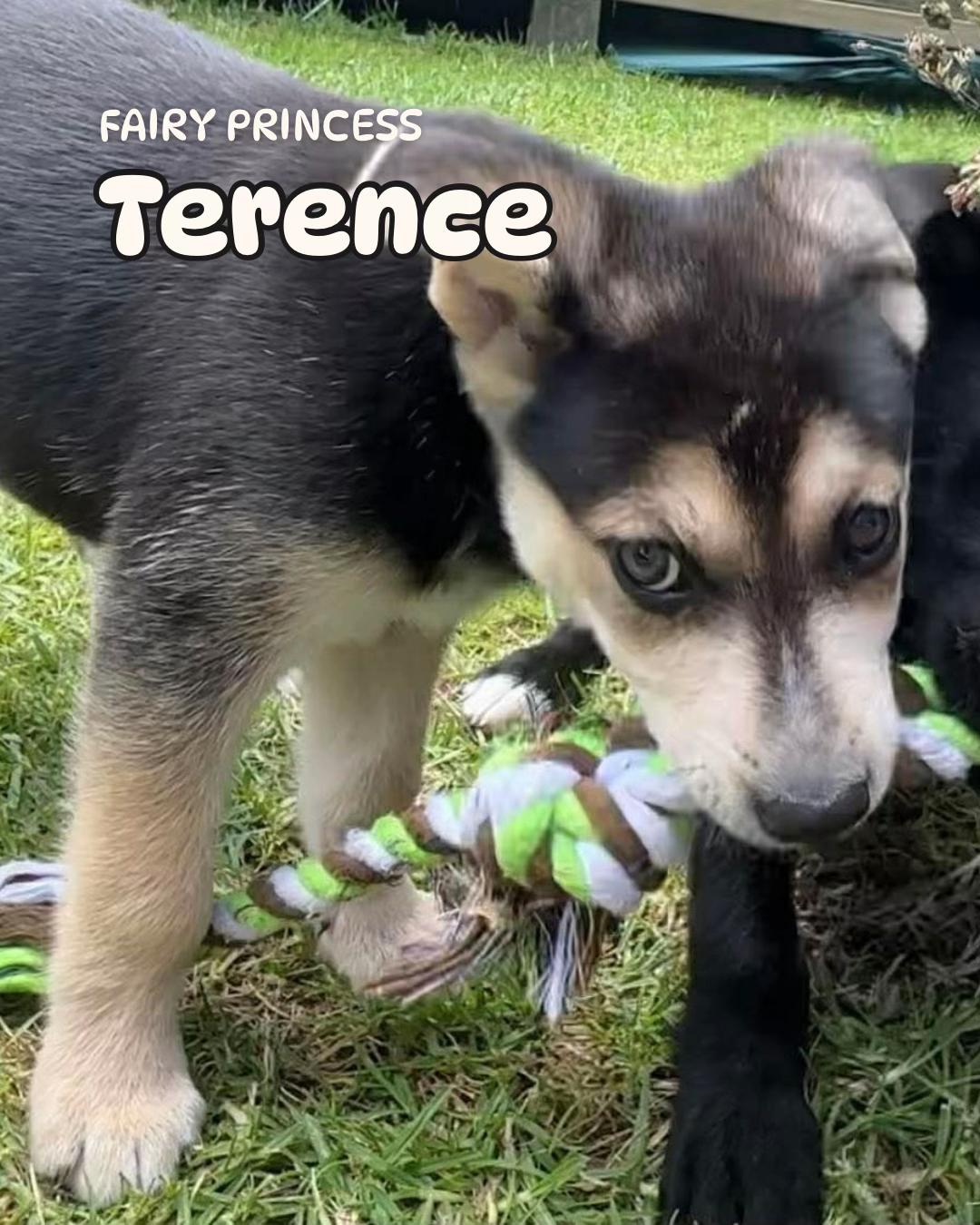 @Auckland Puppy Rescue
