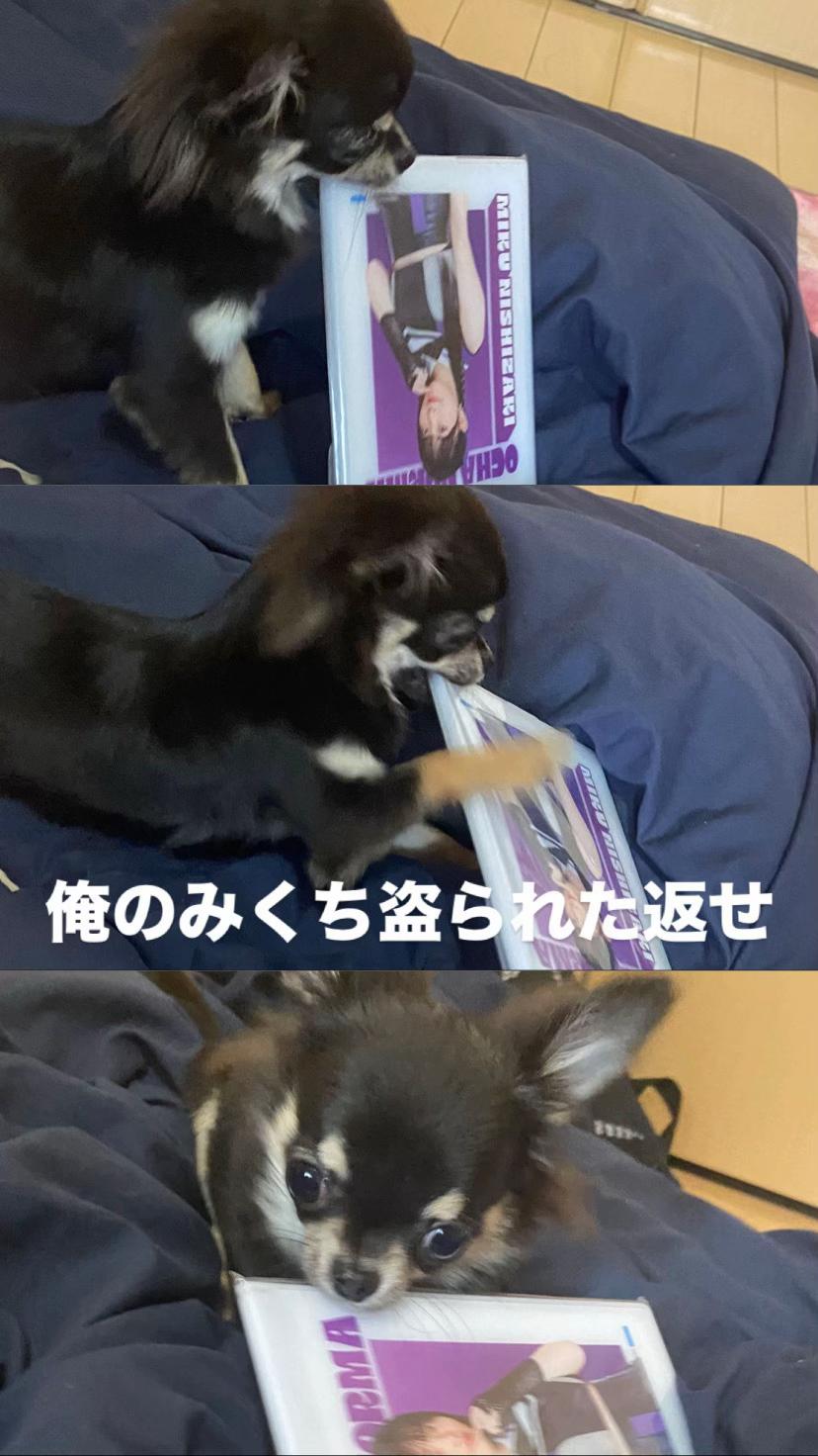 @🐵