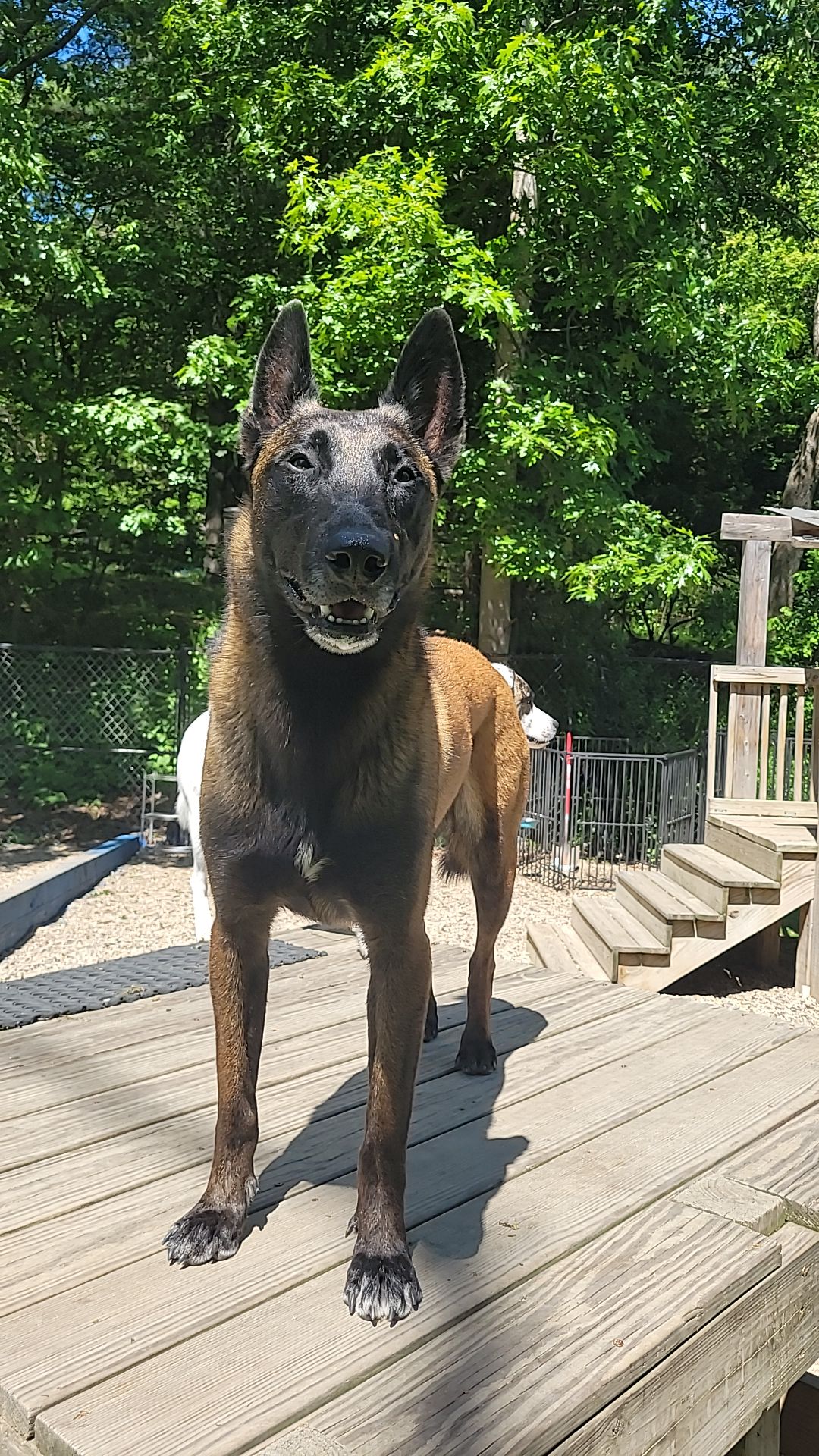 @Magicdogland.com