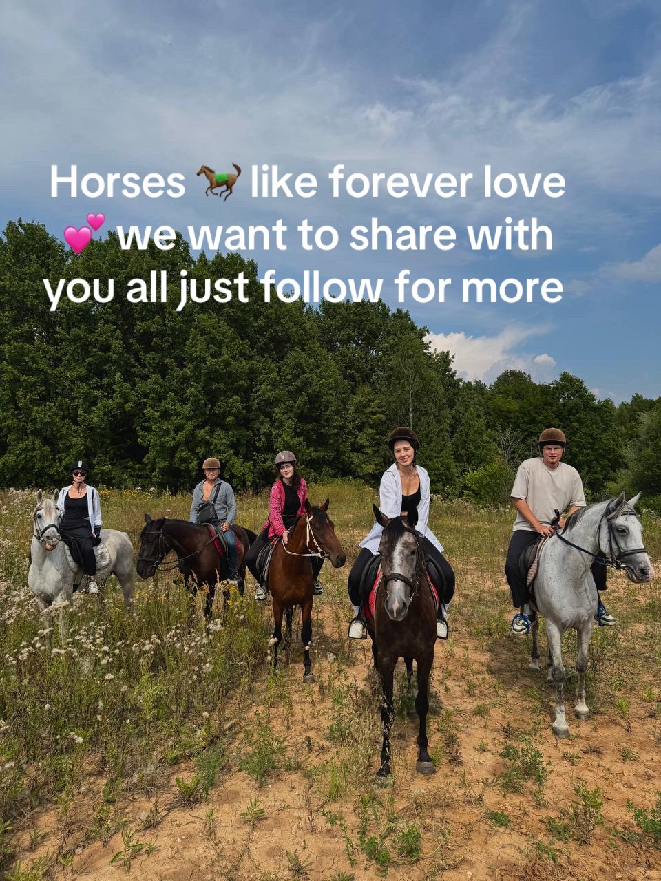 @PERFECT HORSES FOR ADOPTION