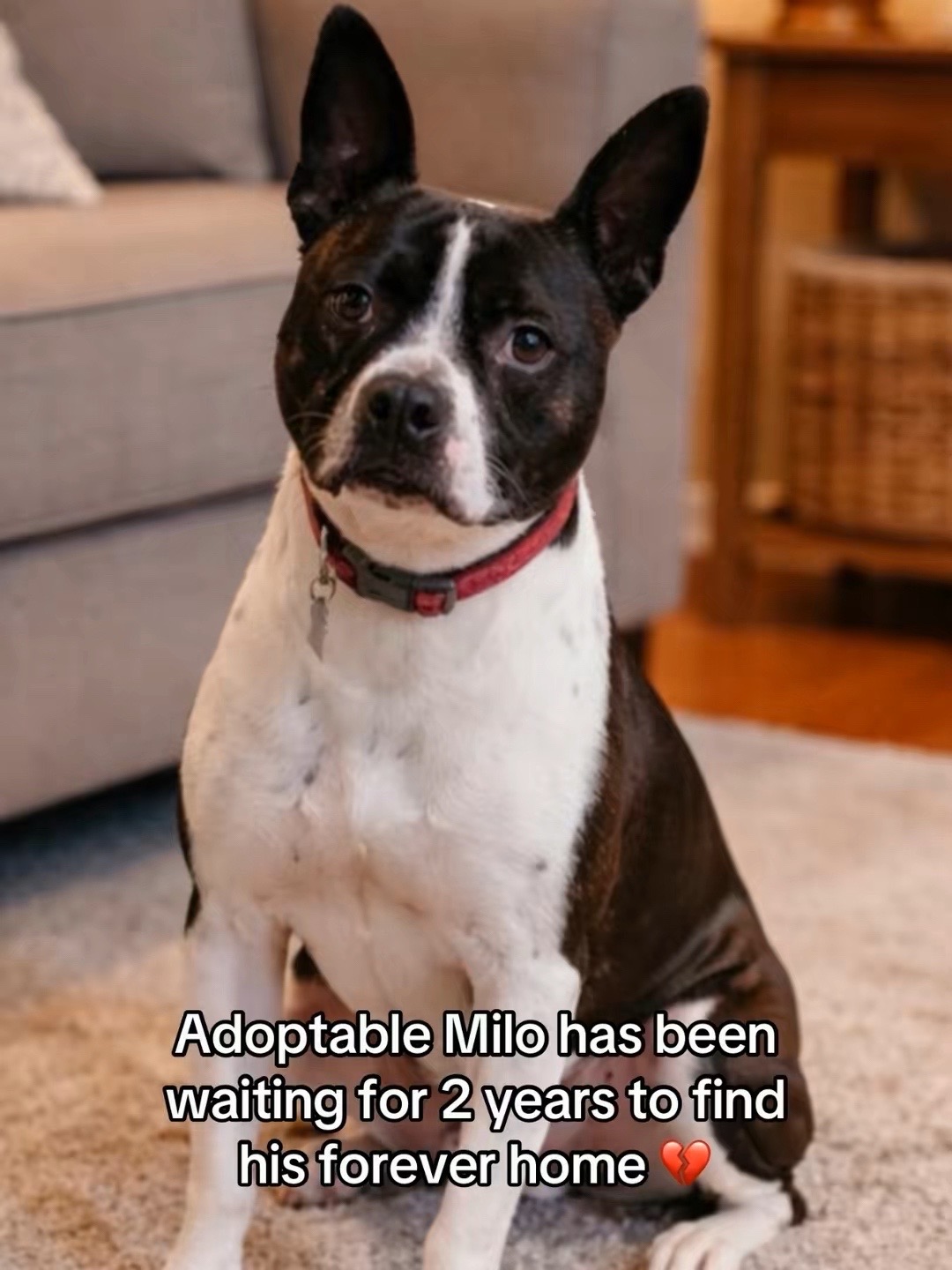 @Adopt a Pet