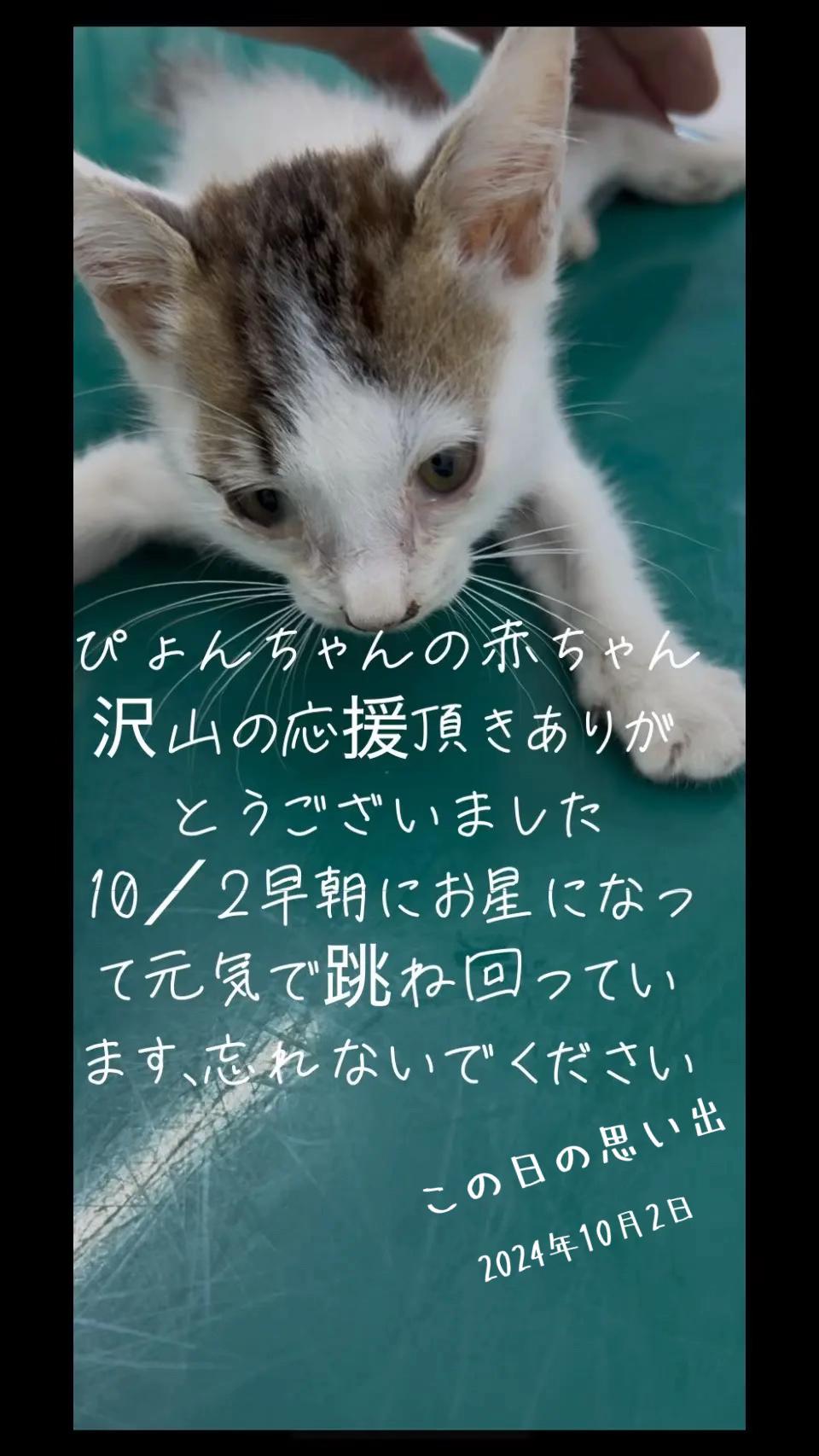@とのひかる🐾🐈🐈⬛🐾
