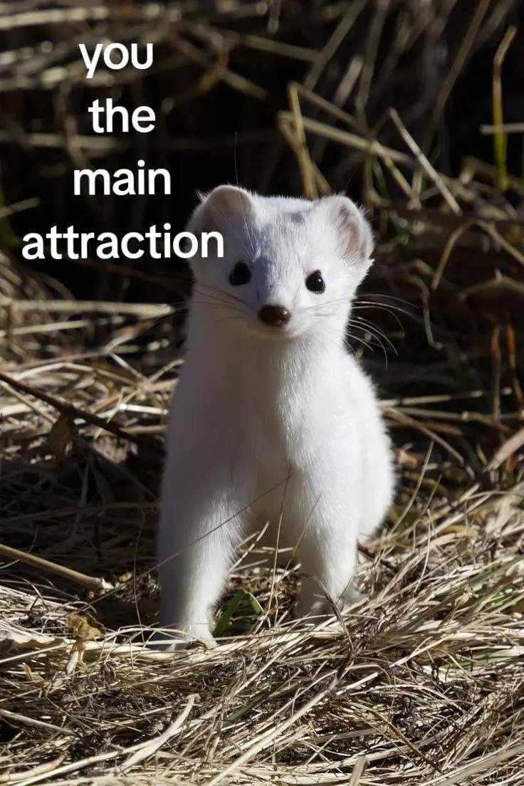@synnn