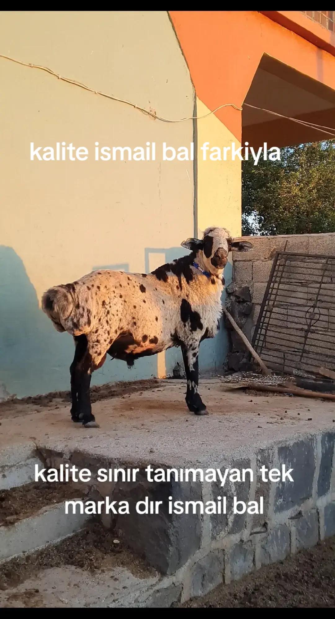 @Ismail Bal