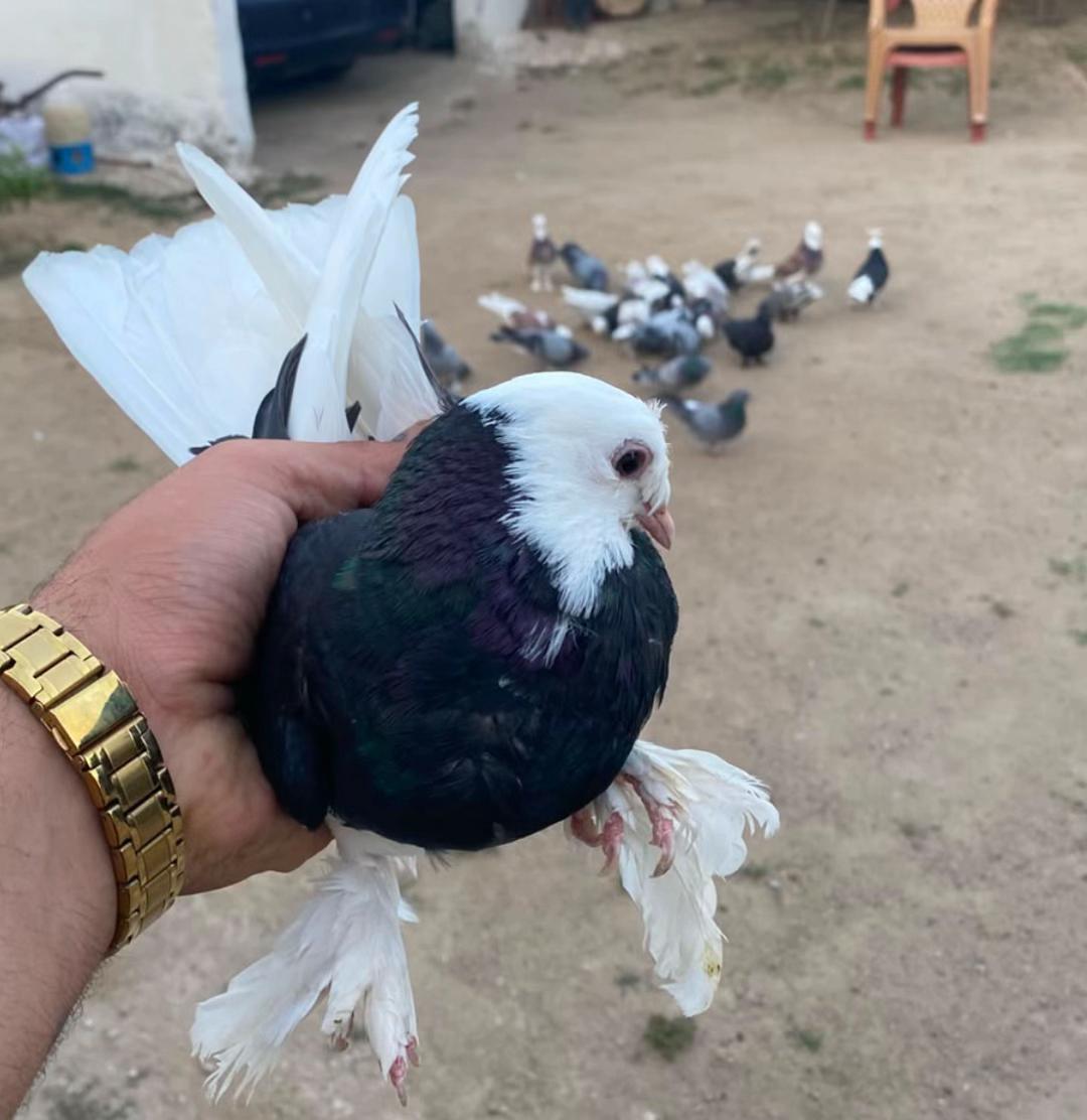 @Oyunkuşu06