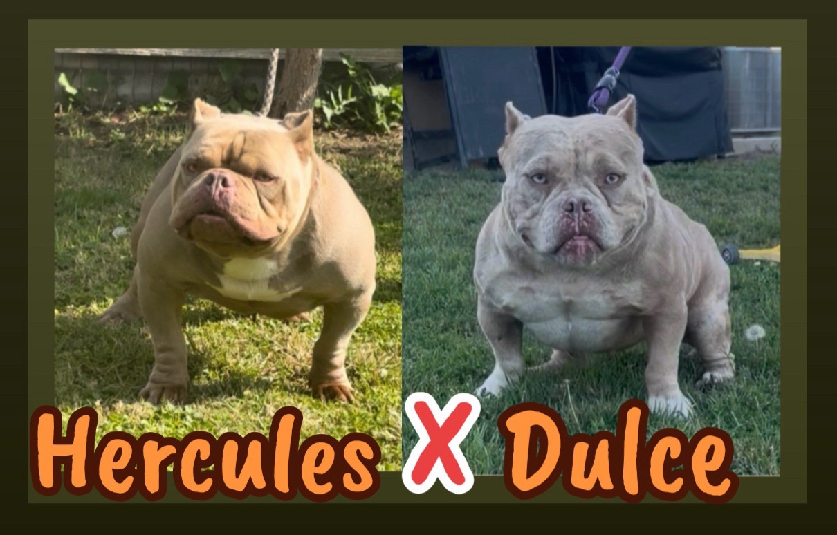 @SGBULLYZ