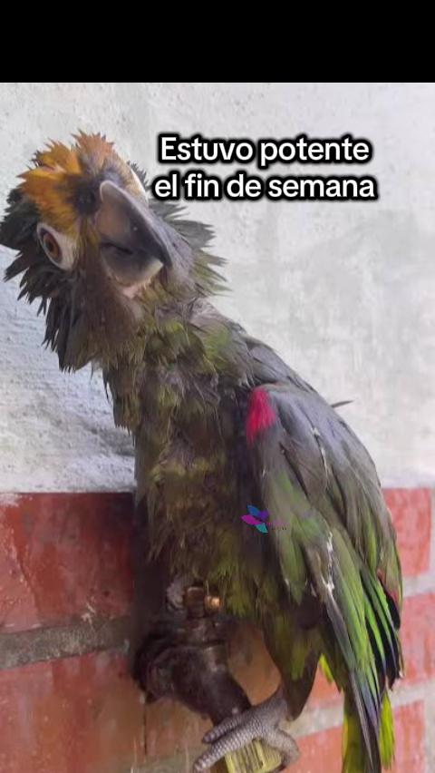 @Cencalli