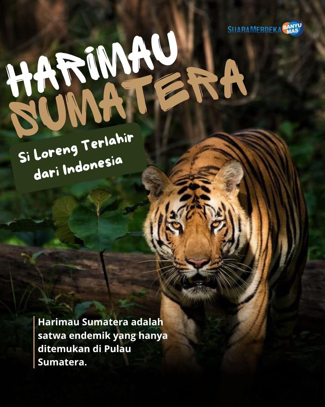 @Suara Merdeka