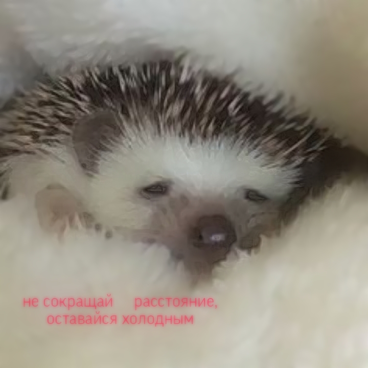 @SDEK