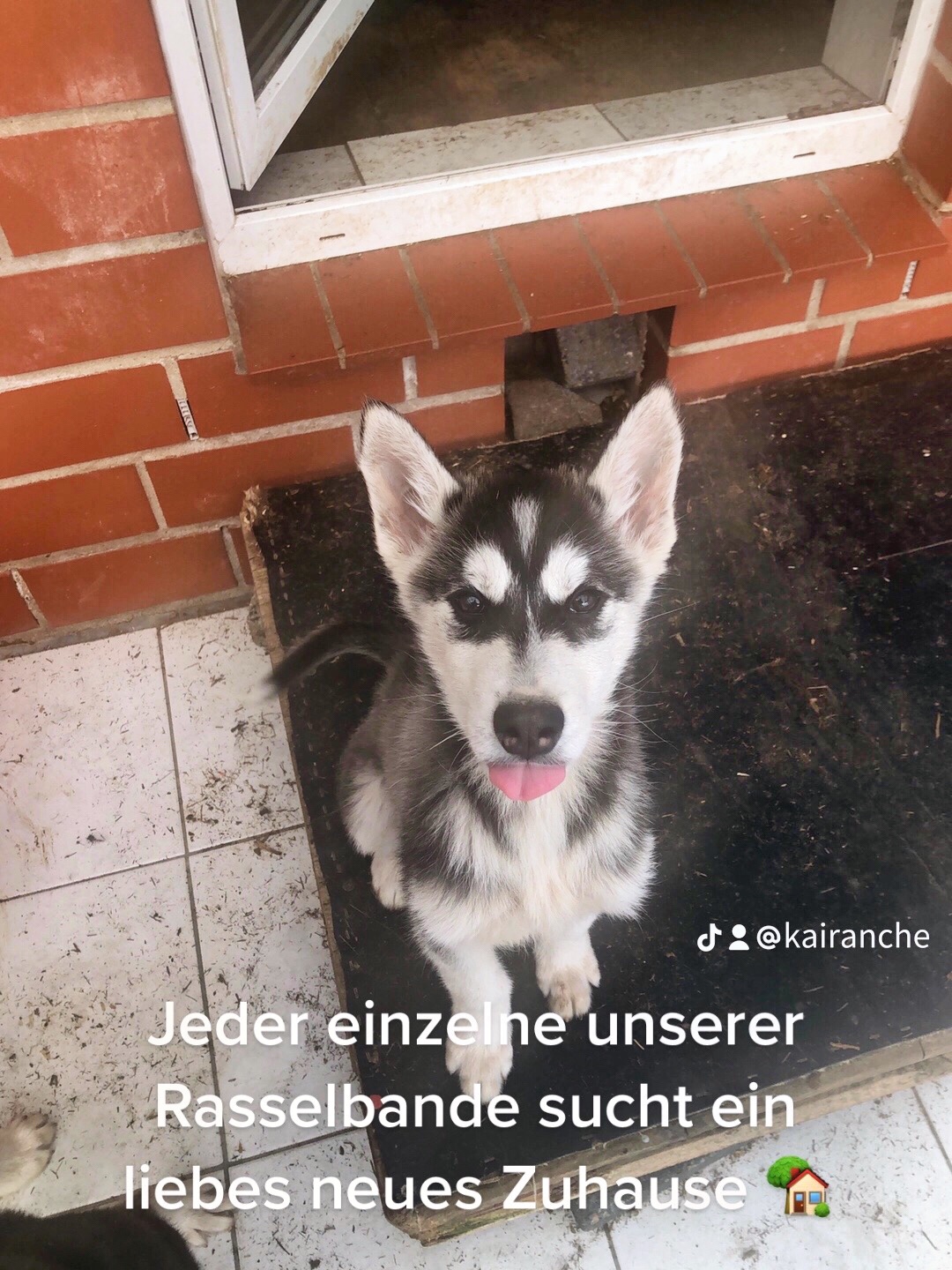 @Husky Ranche Surwold