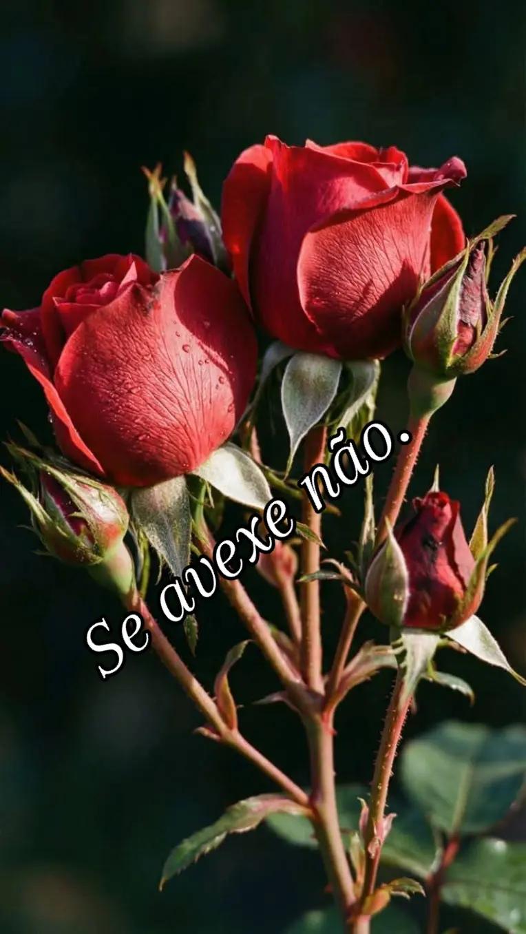 @CIDA GALV&Atilde;O A ABEN&Ccedil;OADA