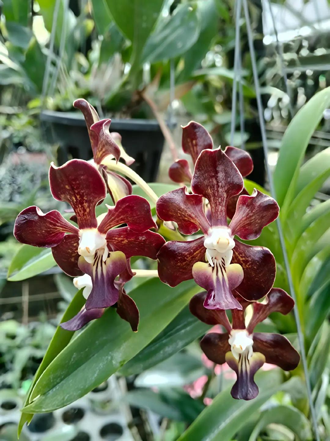 @Bani Orchid
