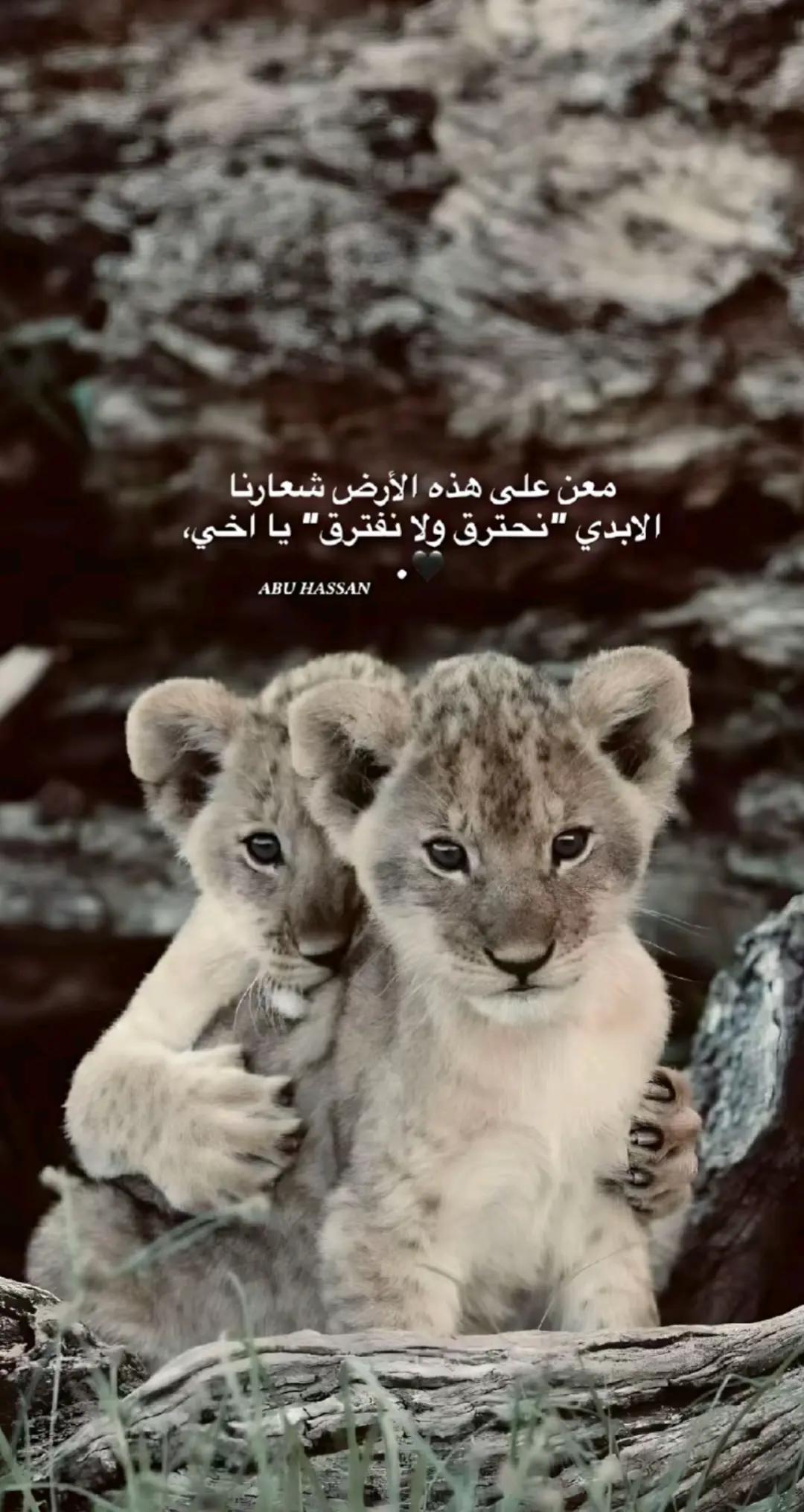 @⚜️ Y🅰️HYA  Zwawi ✪