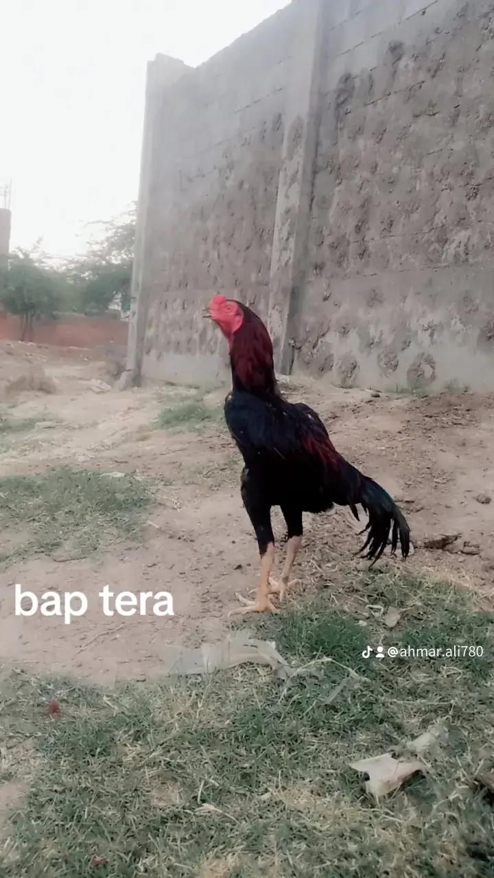 @jatt badmash