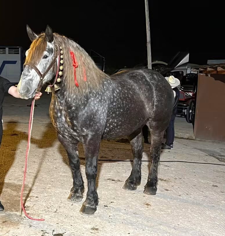 @🐴spartanu80🐴
