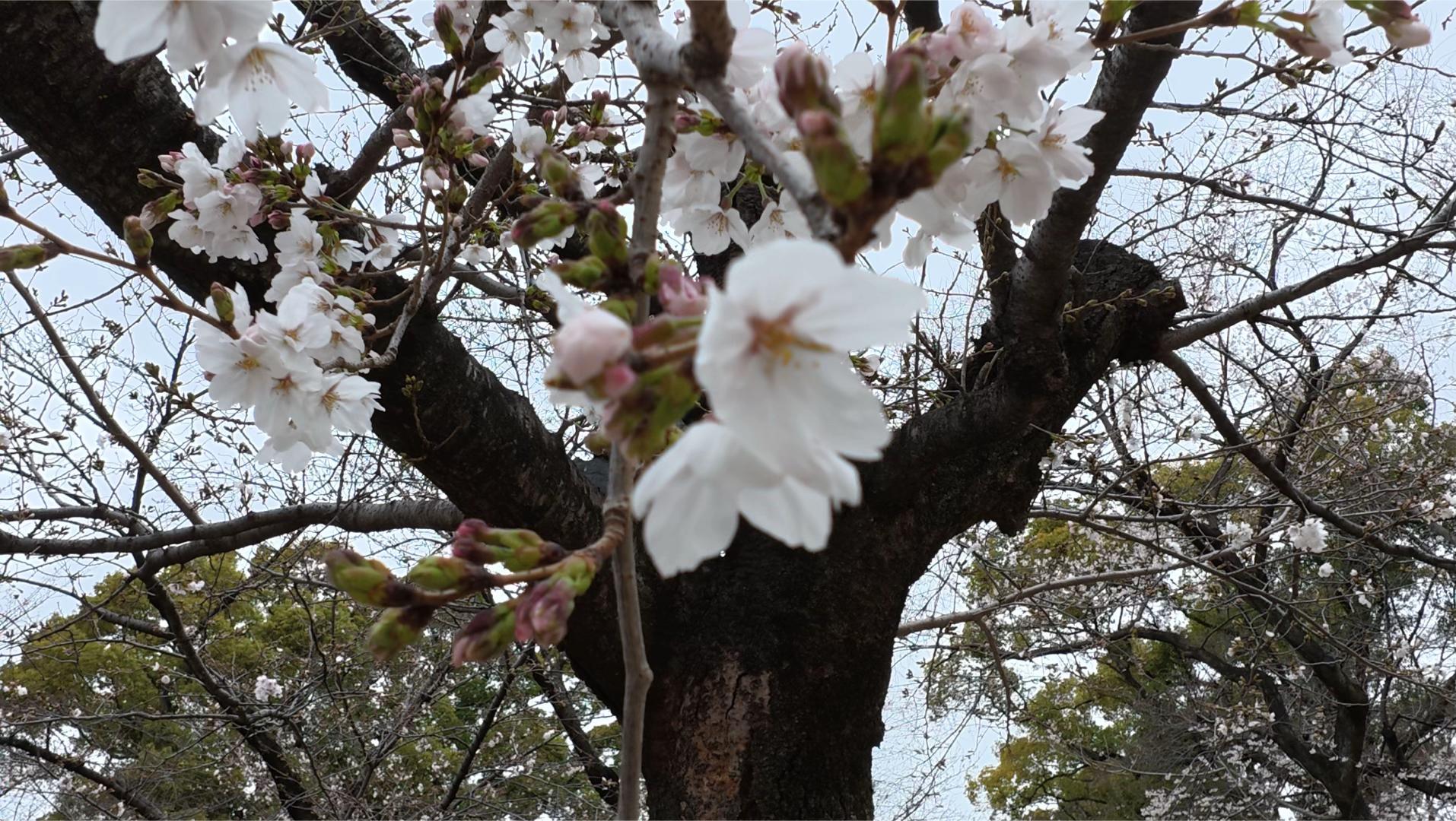 @Adobe動画編集