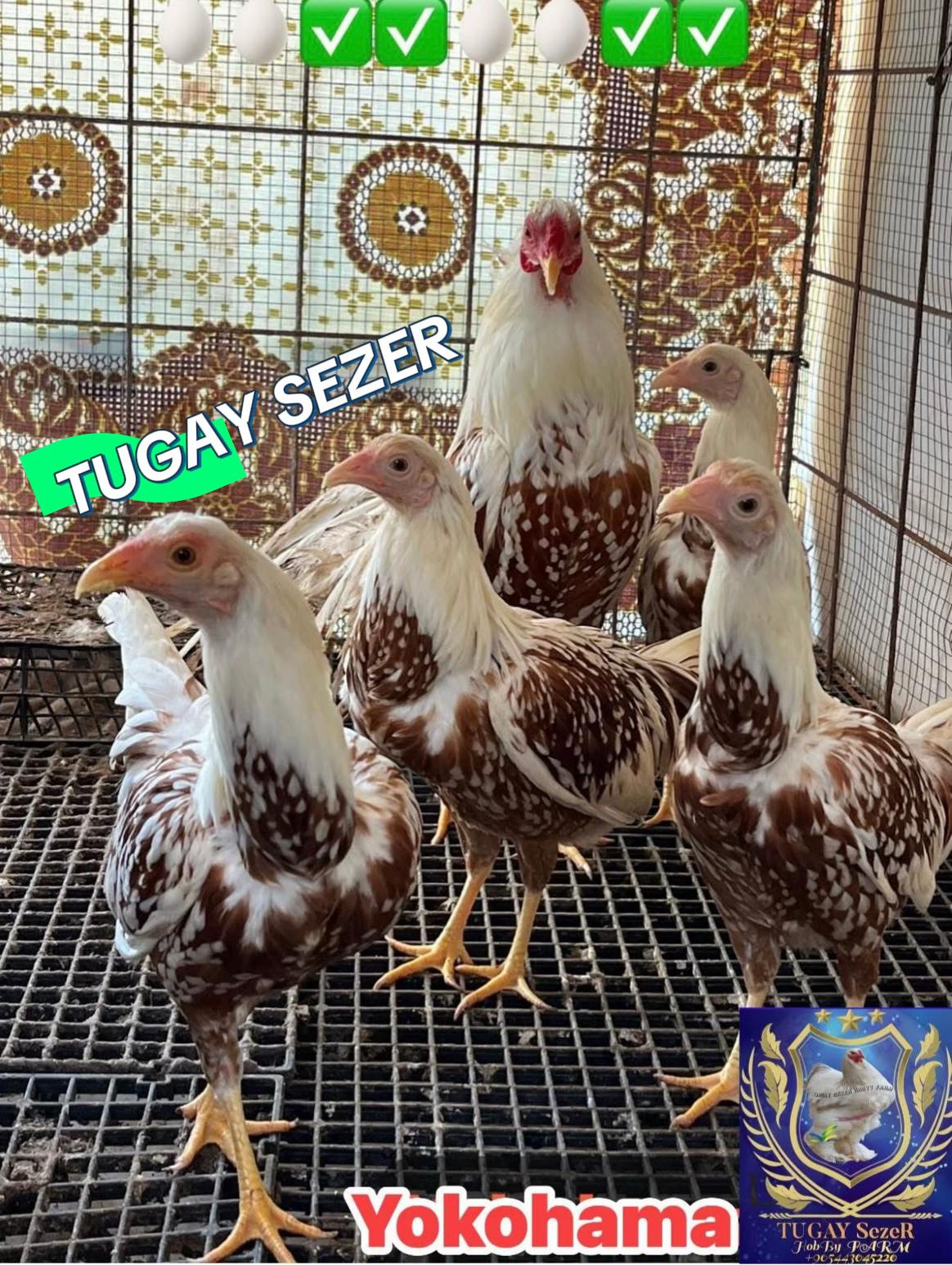 @Tugay Sezer