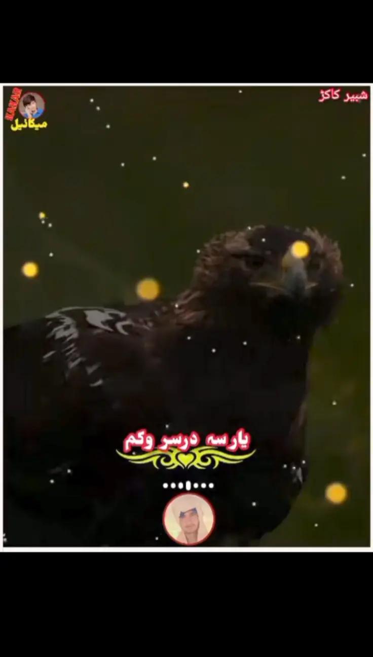 @٭TiGaR•—• 302٭