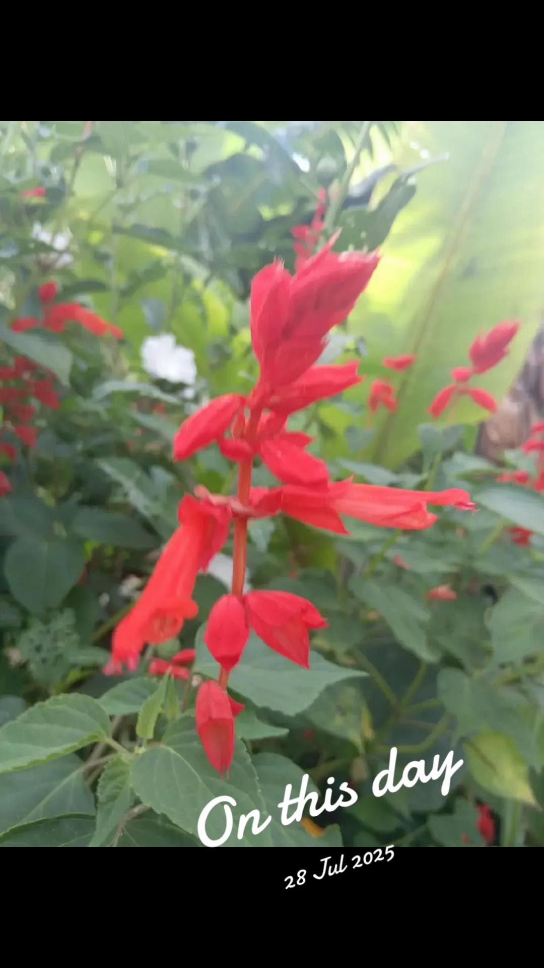 @थानेश्वर ज्ञवाली