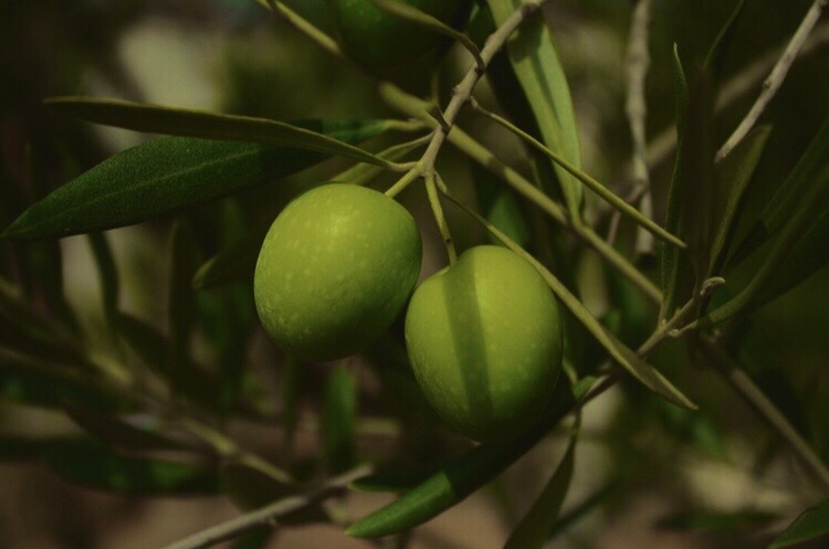 @greenembryo