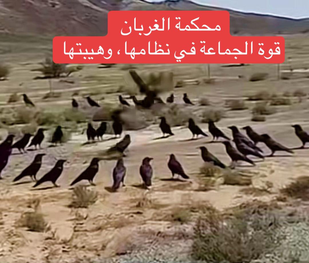 @مرعي بن علي آل سعد