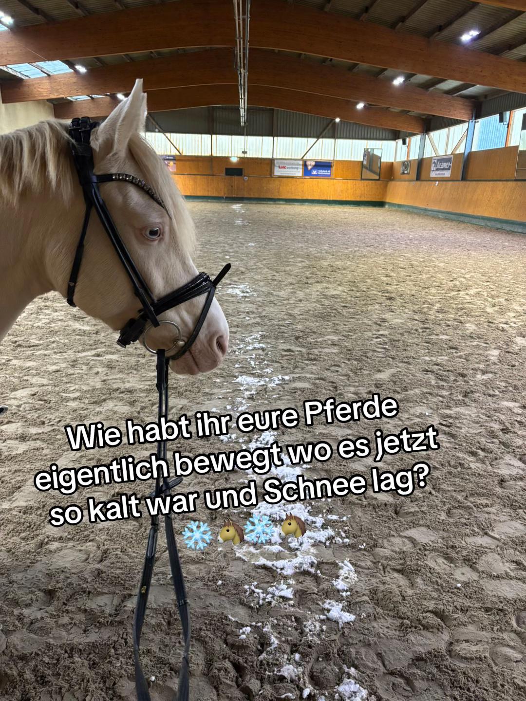 @Shanea & ihre Ponys ♥️🐴