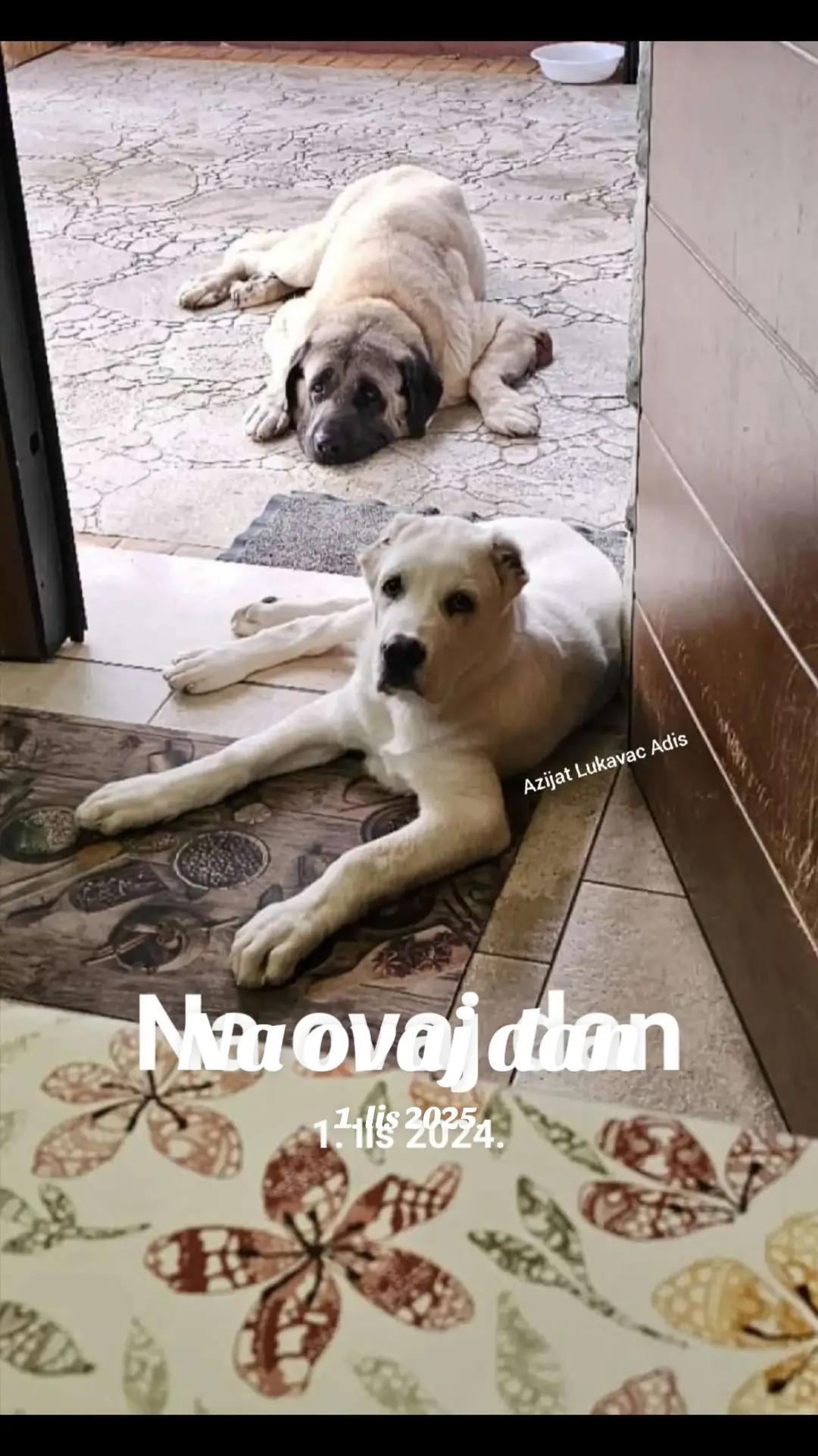 @Alabai Dogs Adis
