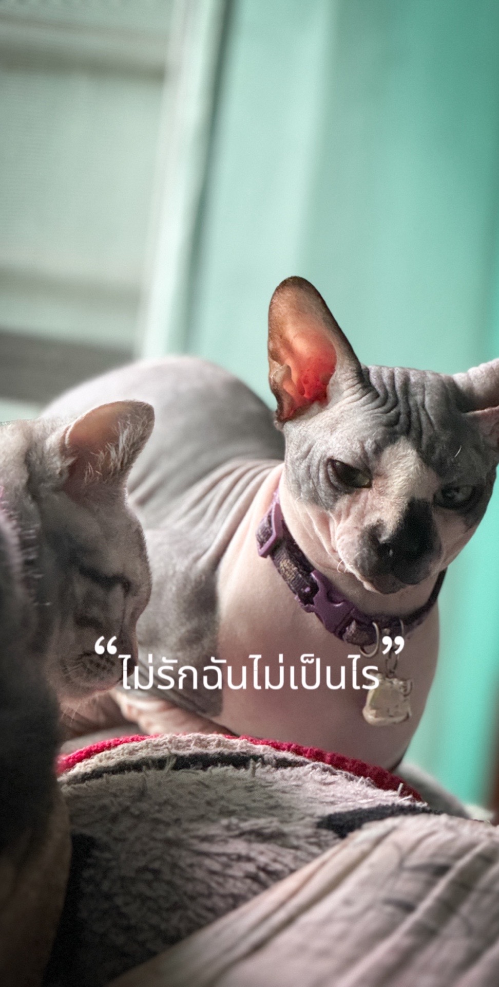 @Phoom_pakkadum