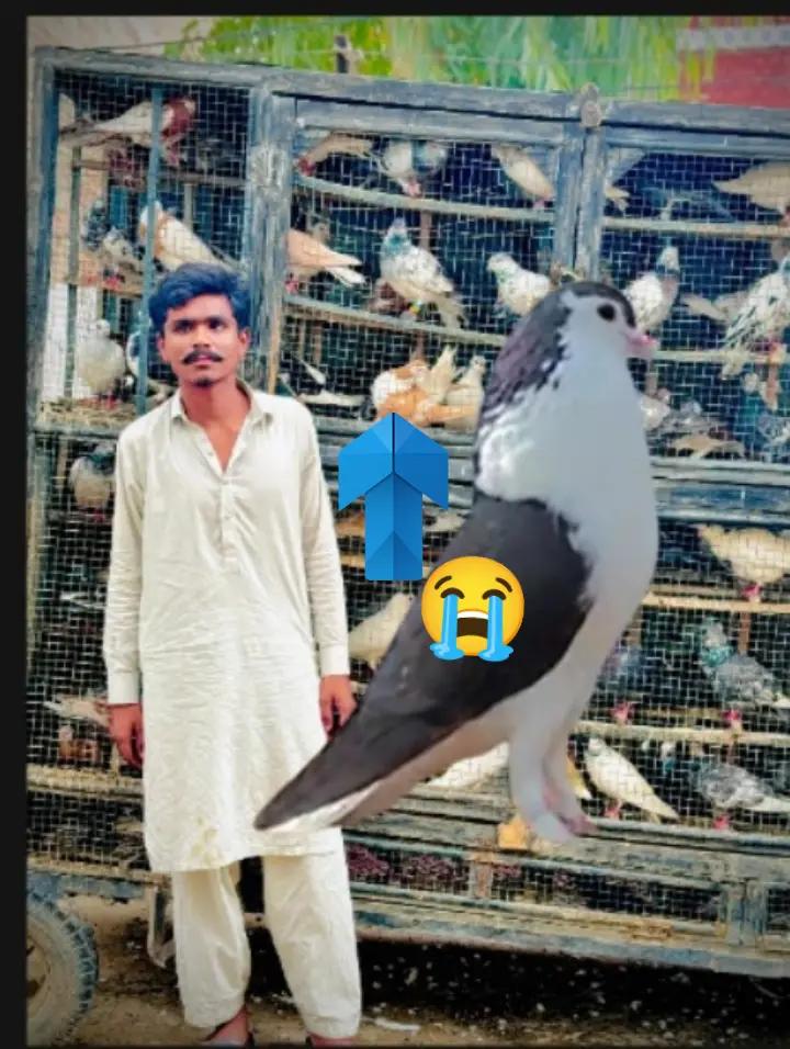@عدیل رحمن لیہ وال کبوتر باز