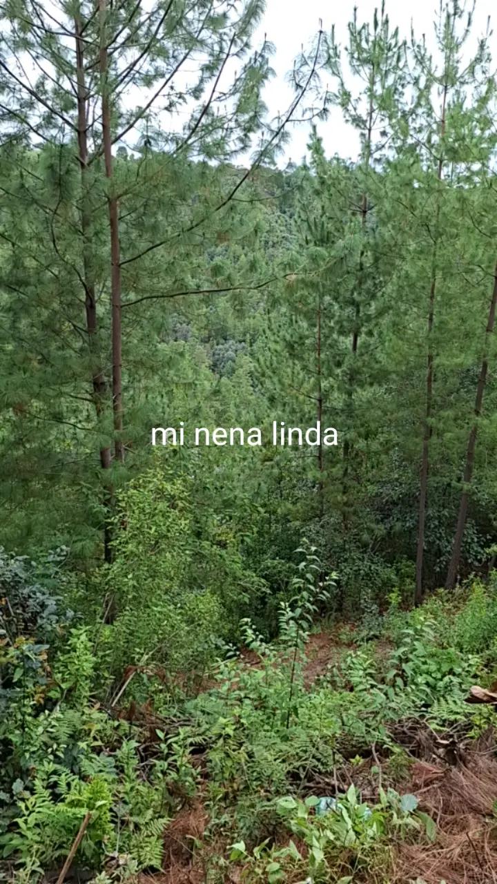 @maydi
