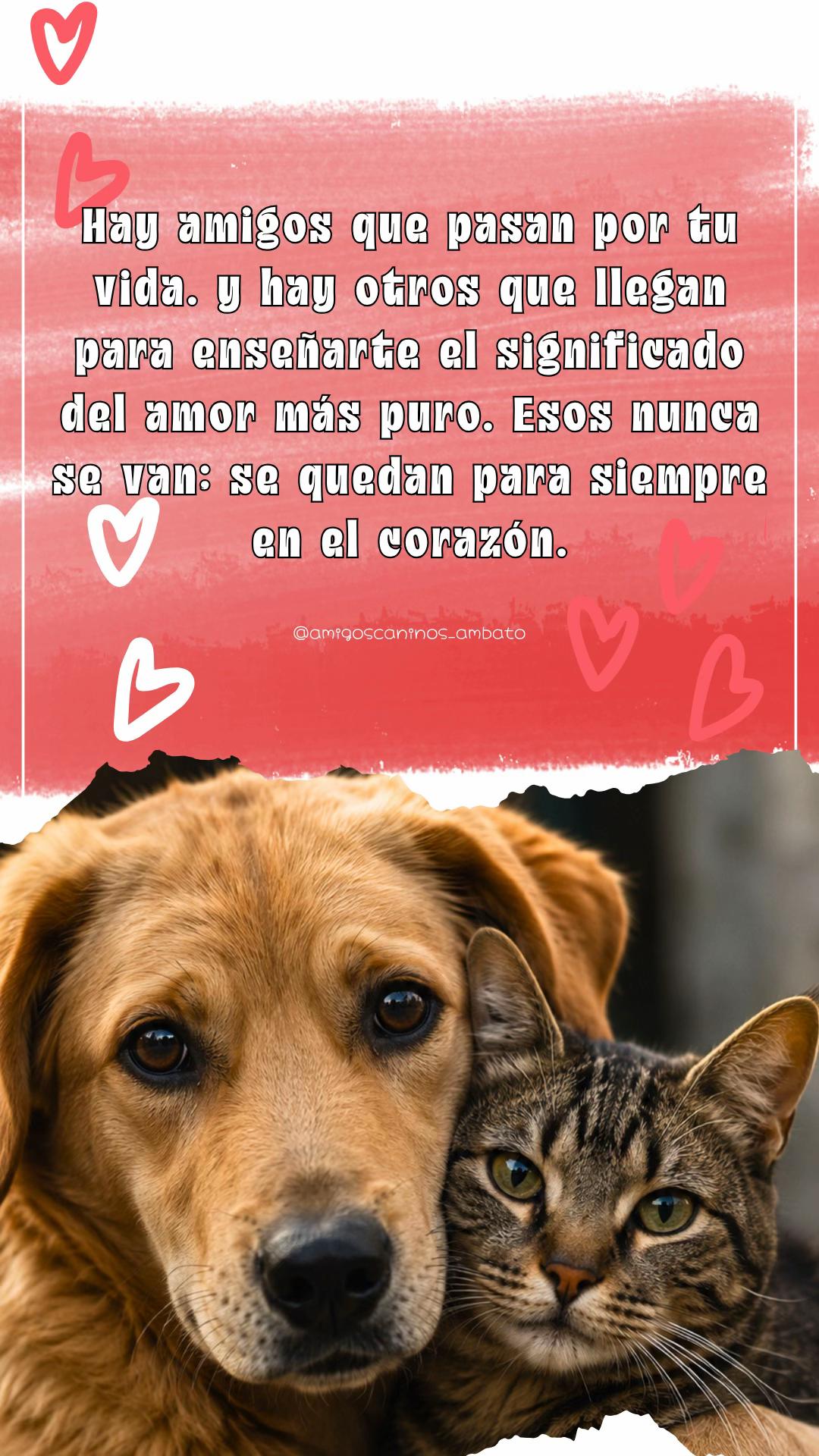 @Amigoscaninos_Ambato