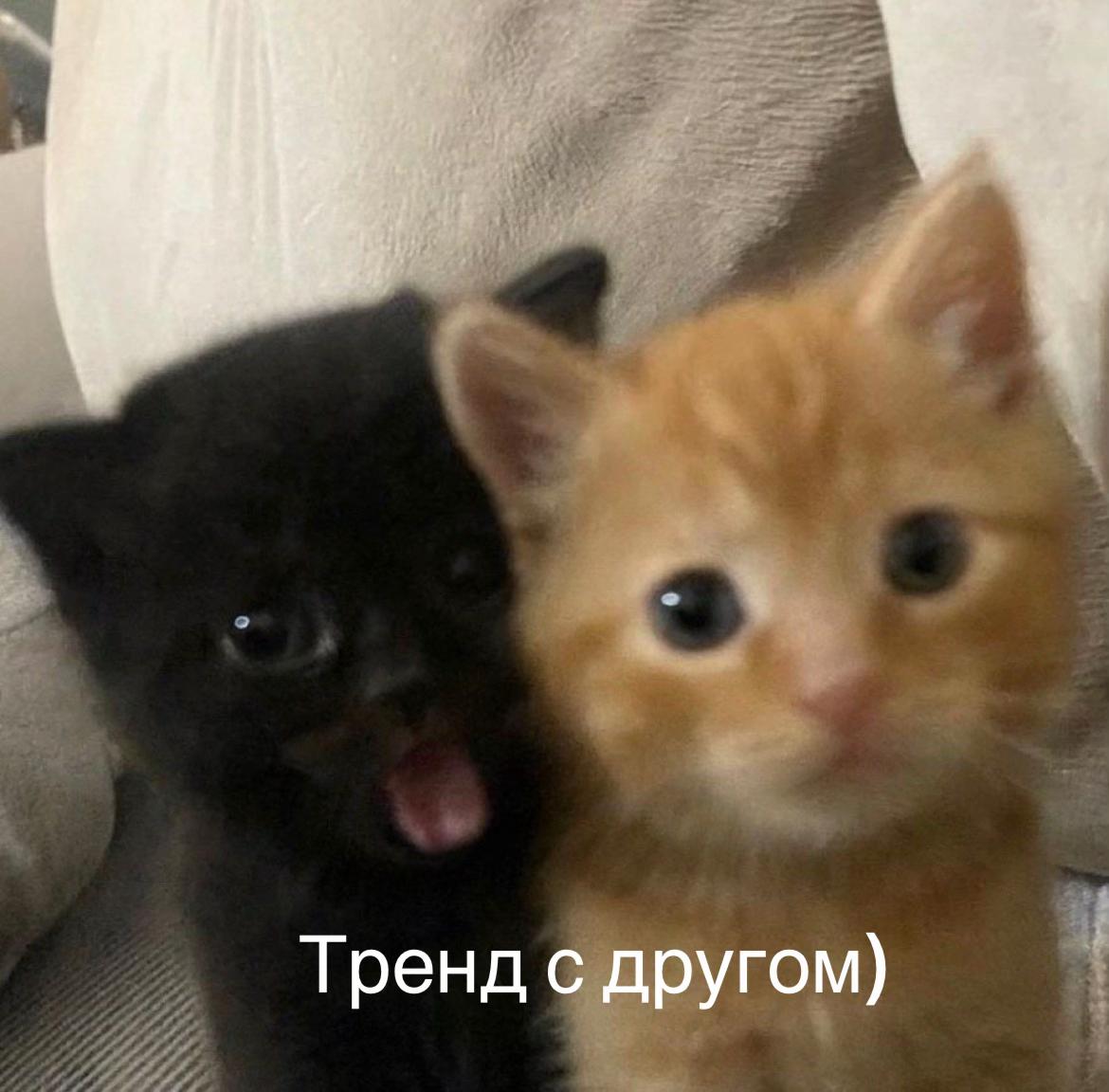 @d.shkzz🖤