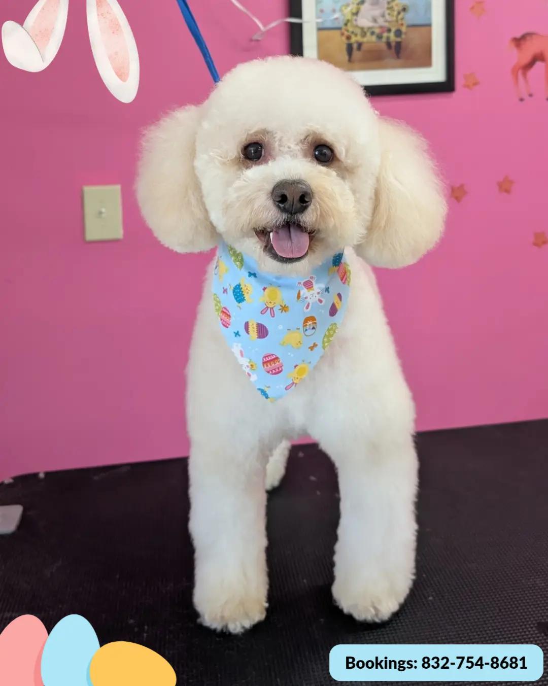 @bubulabapetgrooming