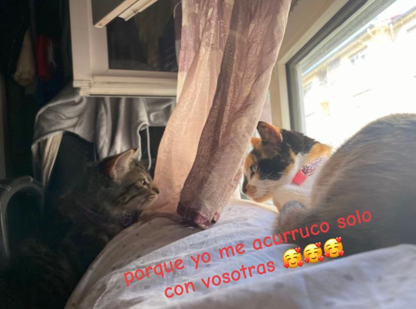 @Anaís García
