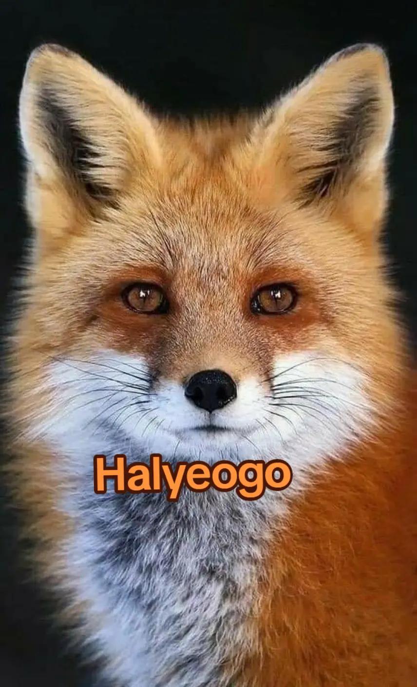 @ErismarKitsune 🦊🌑/🩵🩸