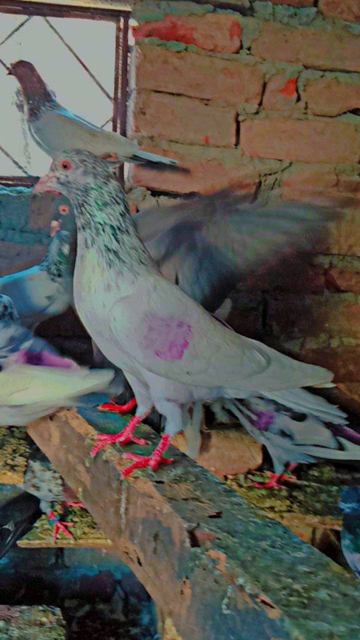 @کبوتر 🕊🕊باز🕊🕊