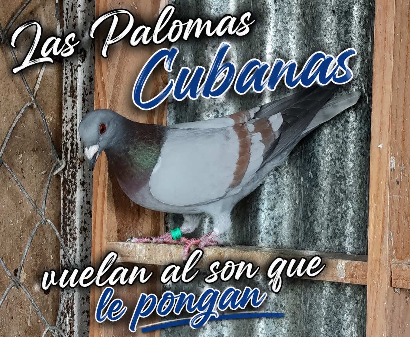 @Camilo