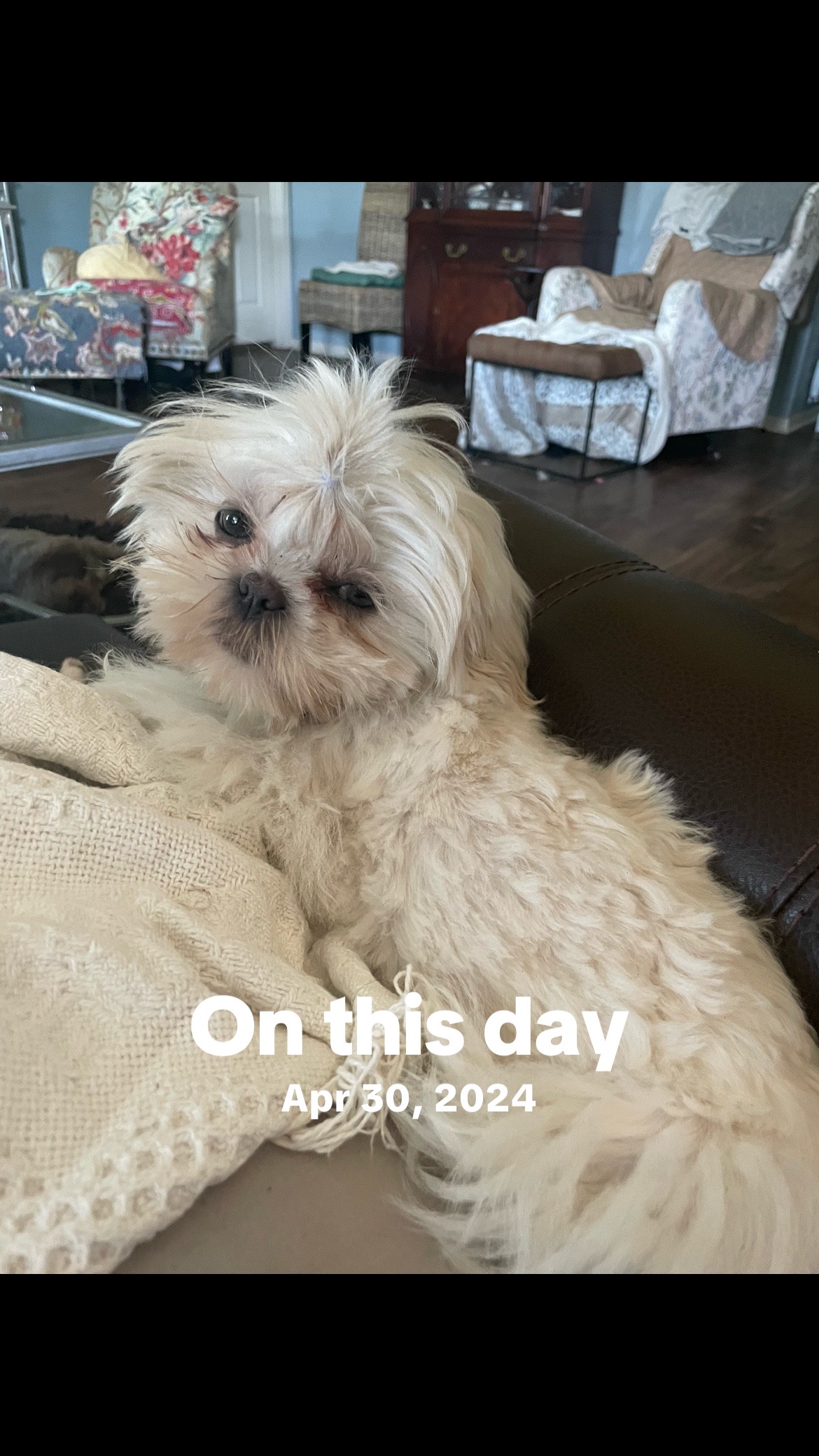 @Twilight Shih Tzu