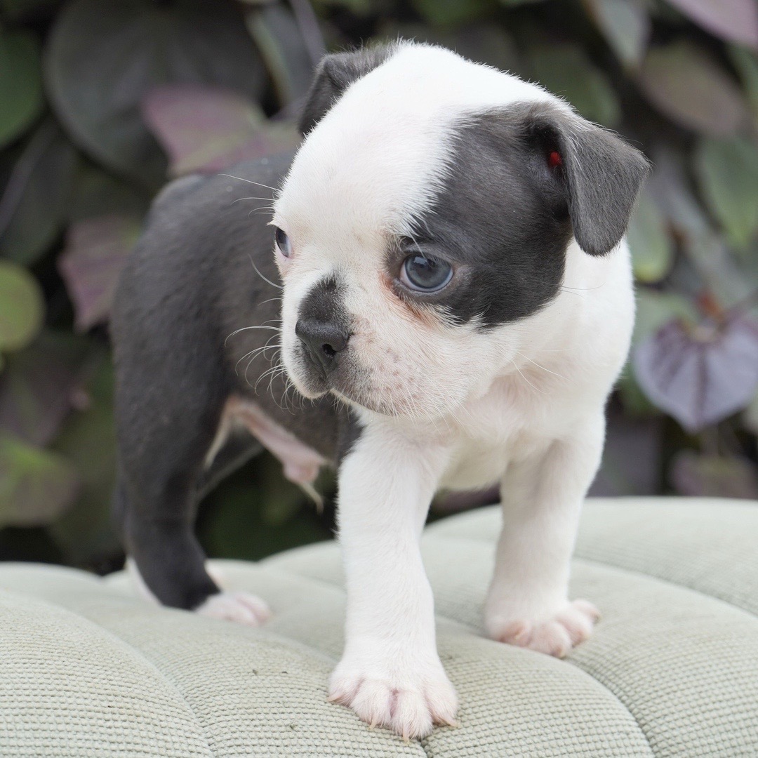 @Boston terriers puppies