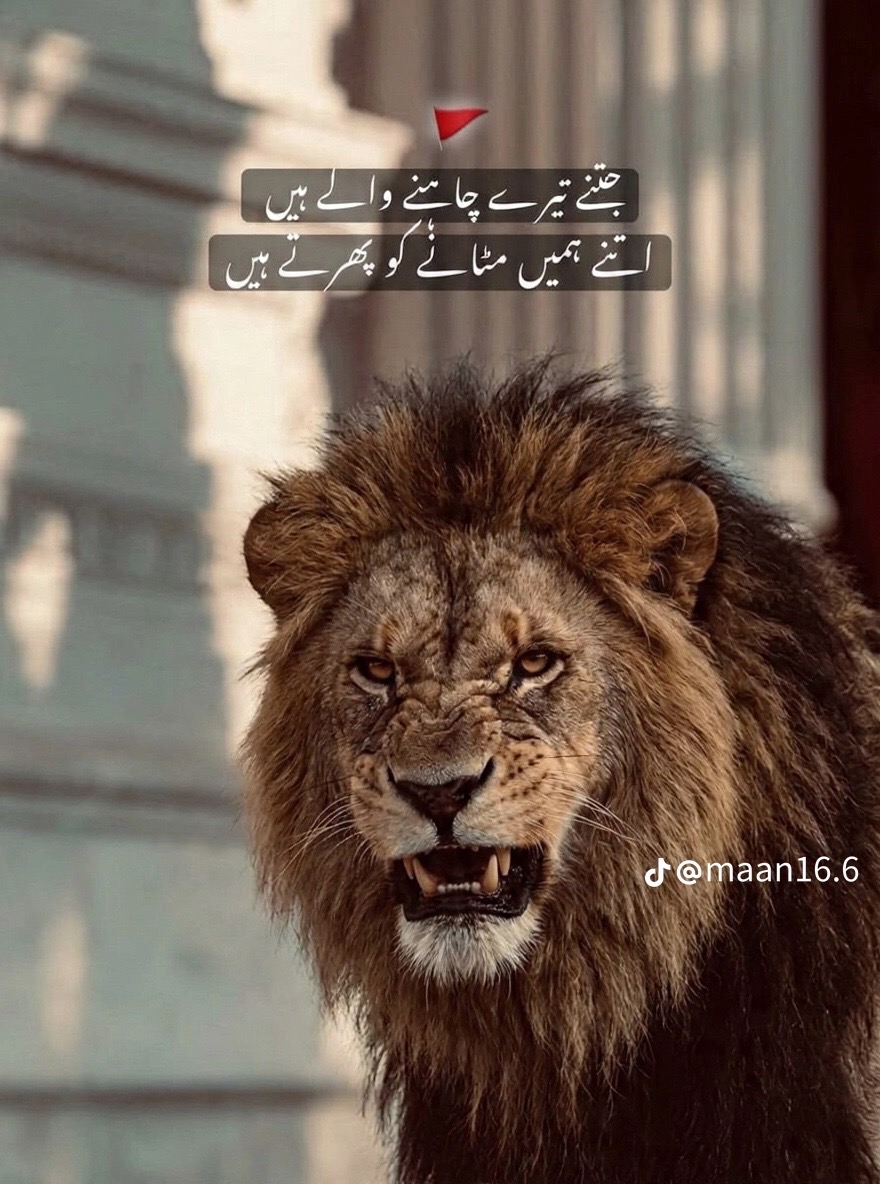 @شاہ کہتے ہیں 💖