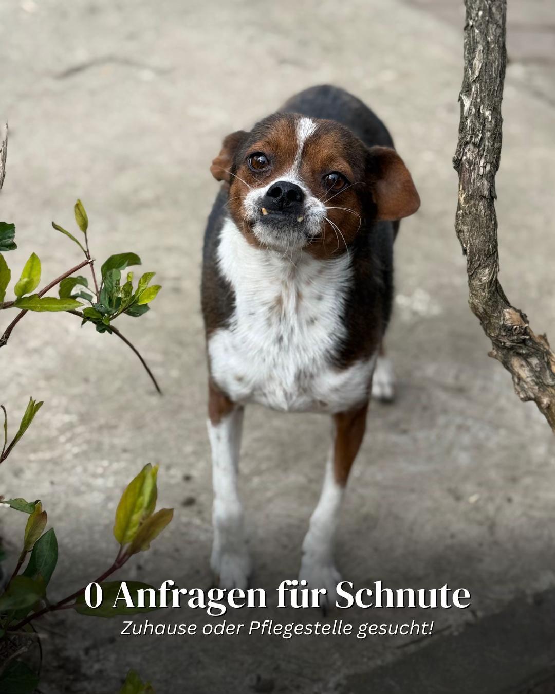 @SpecialDogs e.V.
